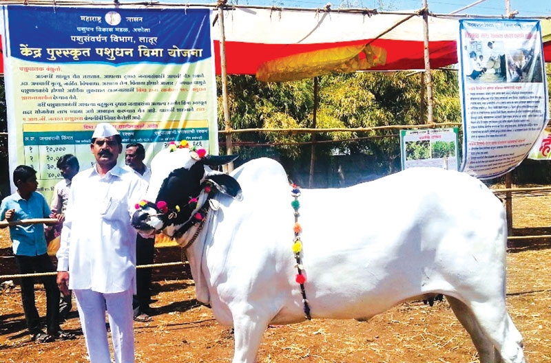 cow