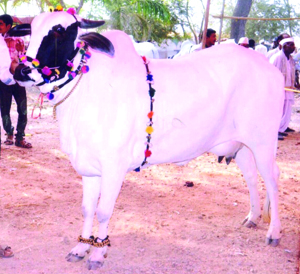 cow