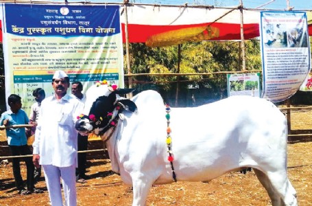मराठवाडा भूषण ‘देवणी’ गाय