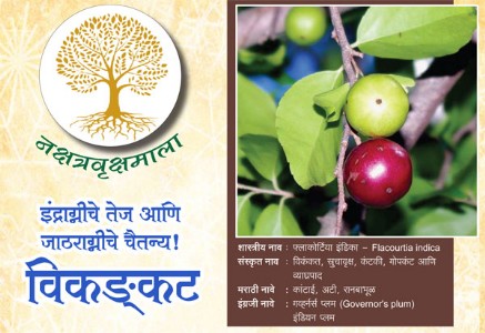 इंद्राग्नीचे तेज आणि जाठराग्नीचे चैतन्य! विकङ्कट
