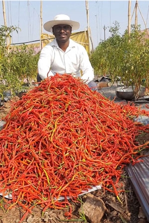 Sankeshwari chili
