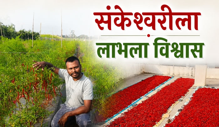Sankeshwari chili
