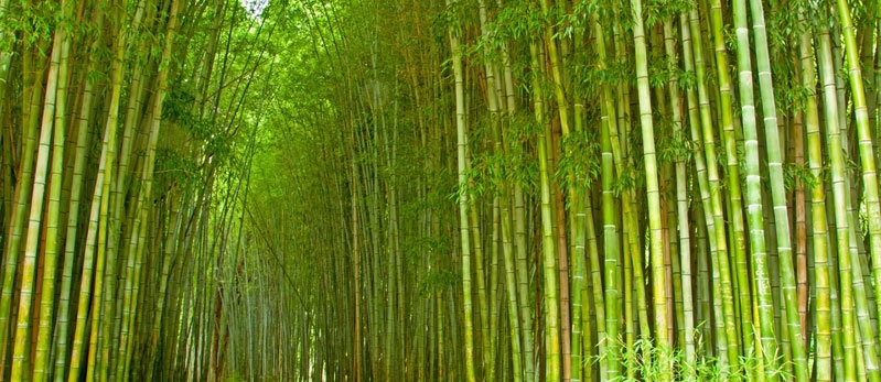 bamboo