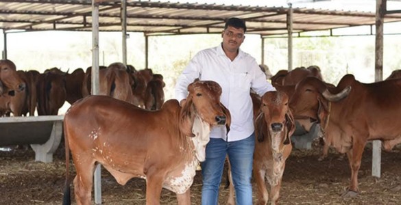 गोधनाच्या सेवेतले ‘रत्न’ शोधण्याची वेळ