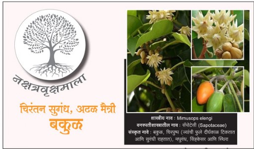 चिरंतन सुगंध, अढळ मैत्री बकुळ