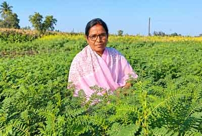 Herbal Farming
